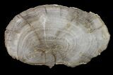 Polished Petrified Tropical Wood (Hunteria) Slab - Texas #163653-1